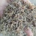 包邮垂盆草一公斤起卖量大从优