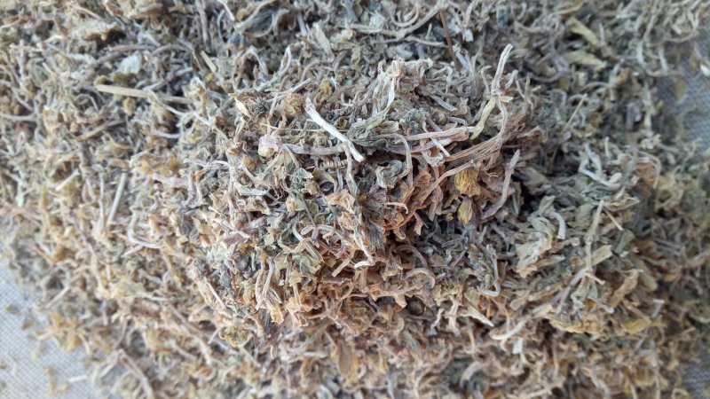 包邮垂盆草一公斤起卖量大从优