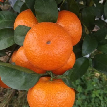 砂糖橘预售