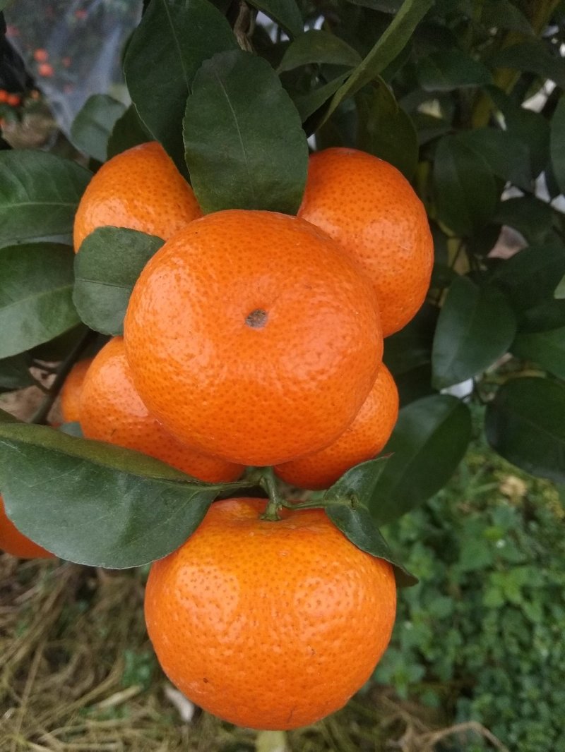 砂糖橘预售