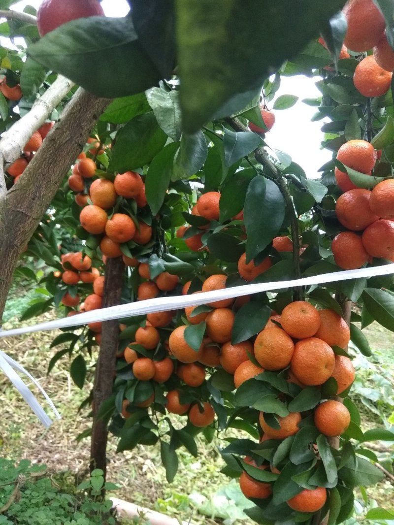 砂糖橘预售