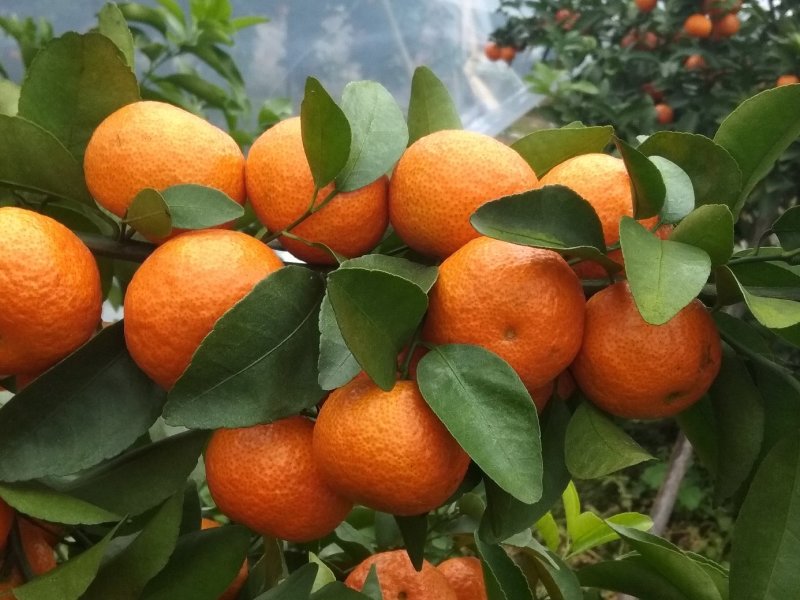 砂糖橘预售