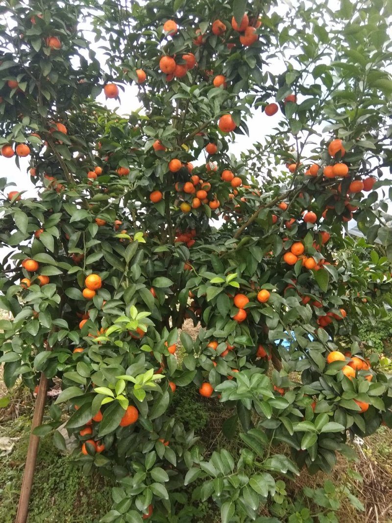 砂糖橘预售