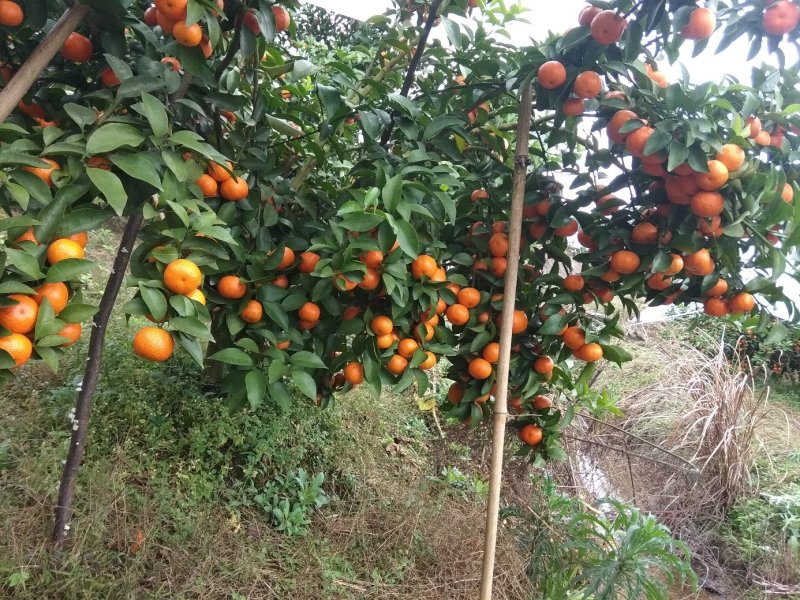 砂糖橘预售