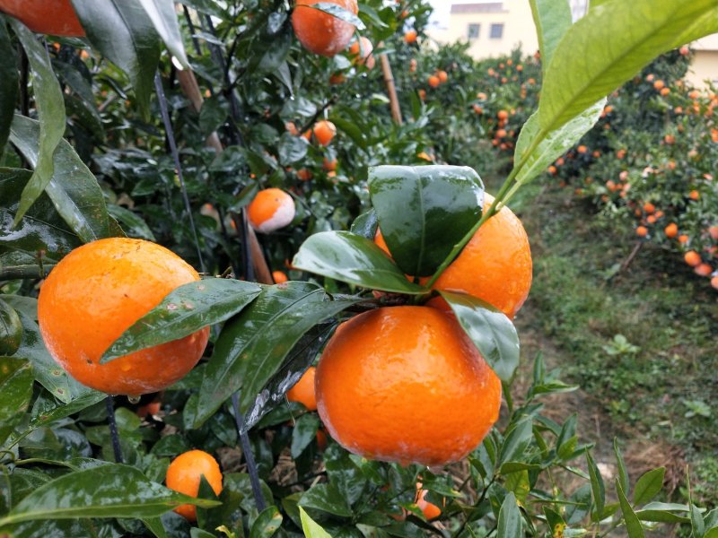 宾阳果3.8