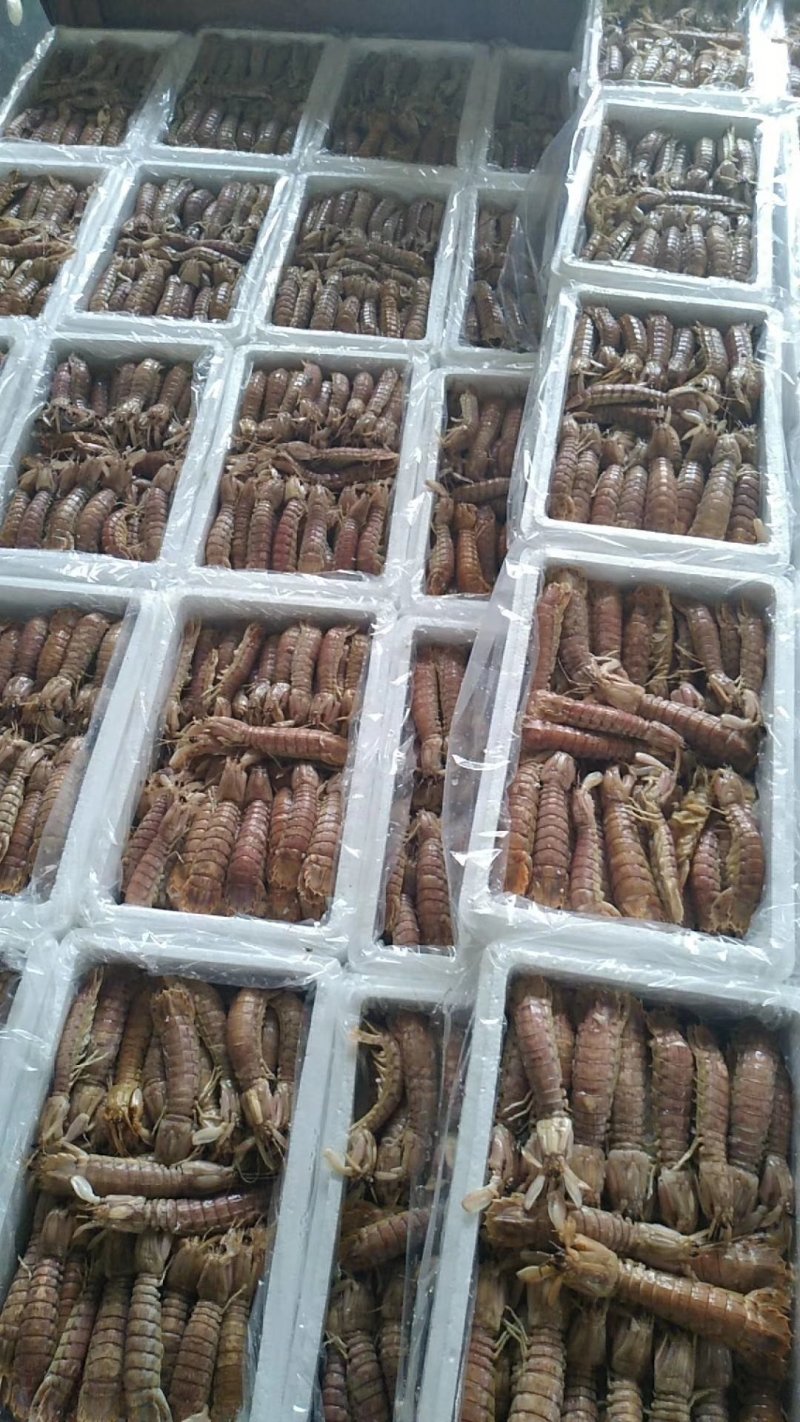 当地琵琶虾