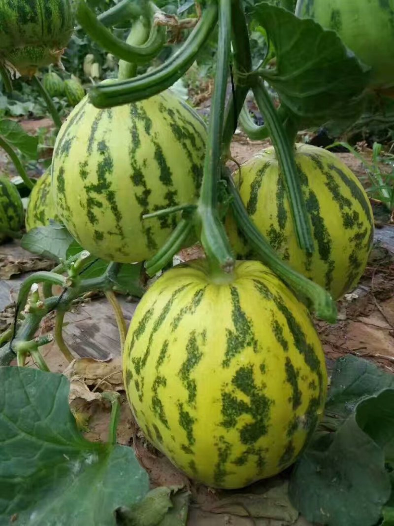 景甜5号花衣丽花5号景甜210甜瓜种子