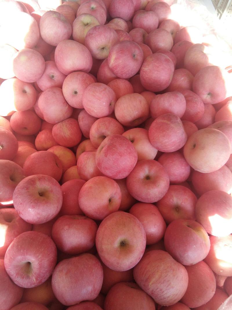 山东苹果，优质红富士苹果大量批发，欢迎采购