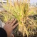 芦苇