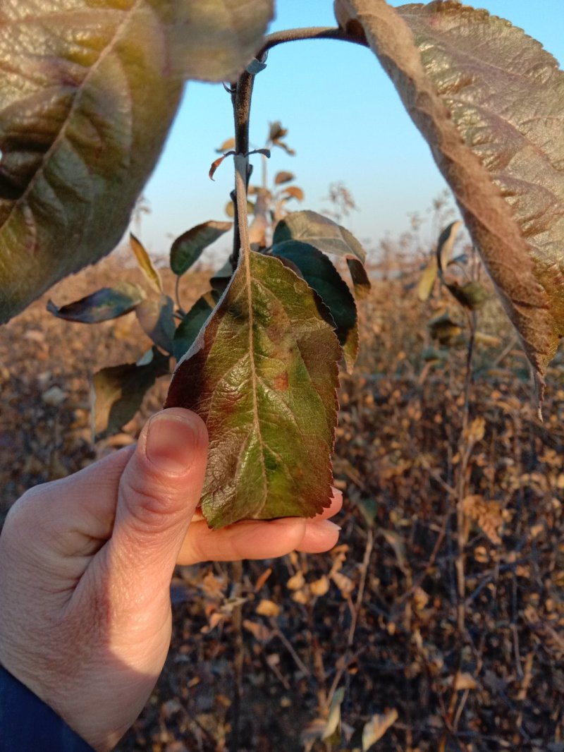 苹果苗，黄金维纳斯苹果苗，纯度保证，保湿发货，送生根粉