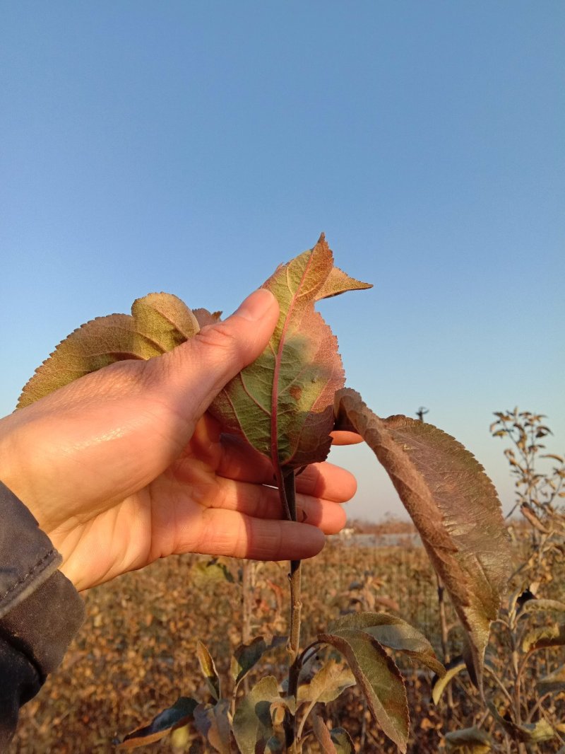 苹果苗，黄金维纳斯苹果苗，纯度保证，保湿发货，送生根粉