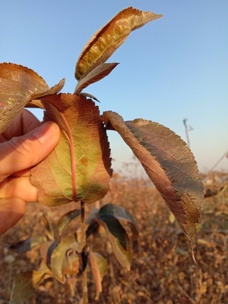 苹果苗，黄金维纳斯苹果苗，纯度保证，保湿发货，送生根粉