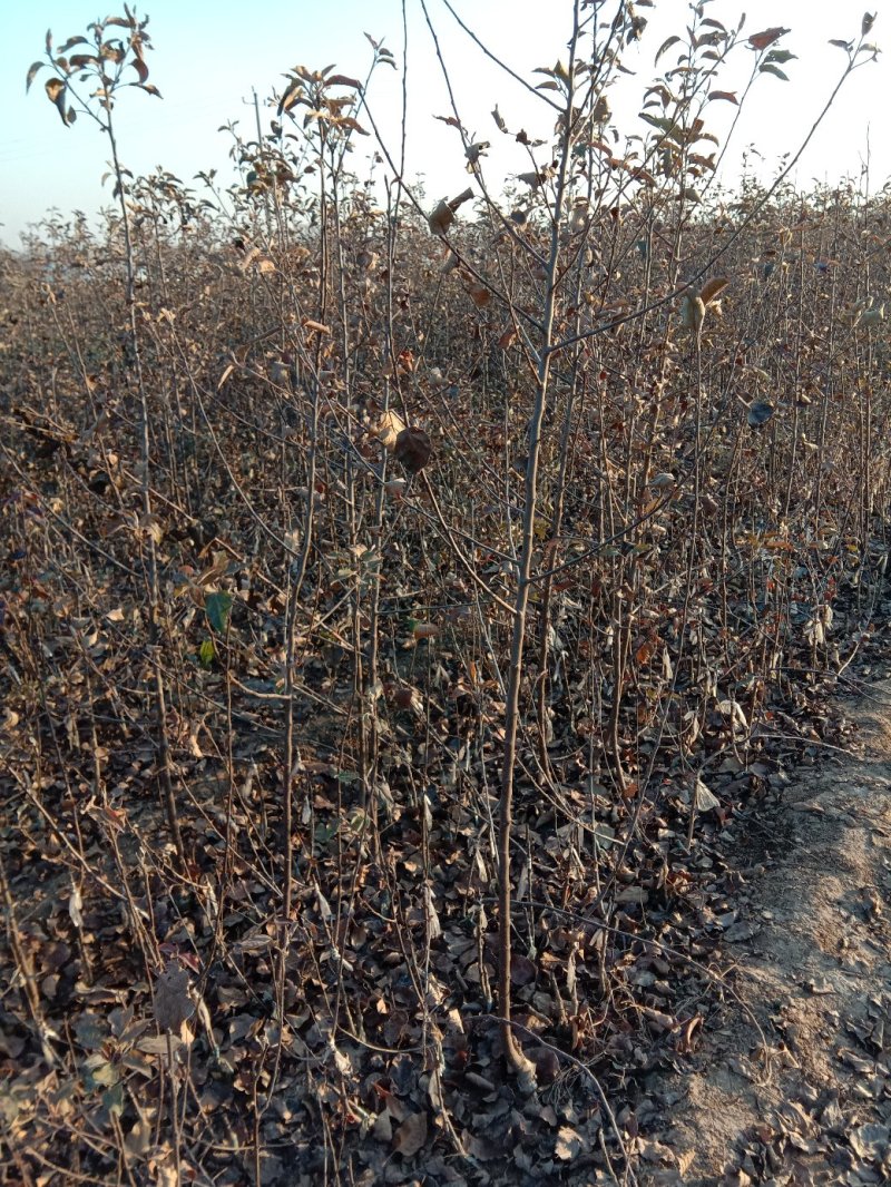苹果苗，黄金维纳斯苹果苗，纯度保证，保湿发货，送生根粉