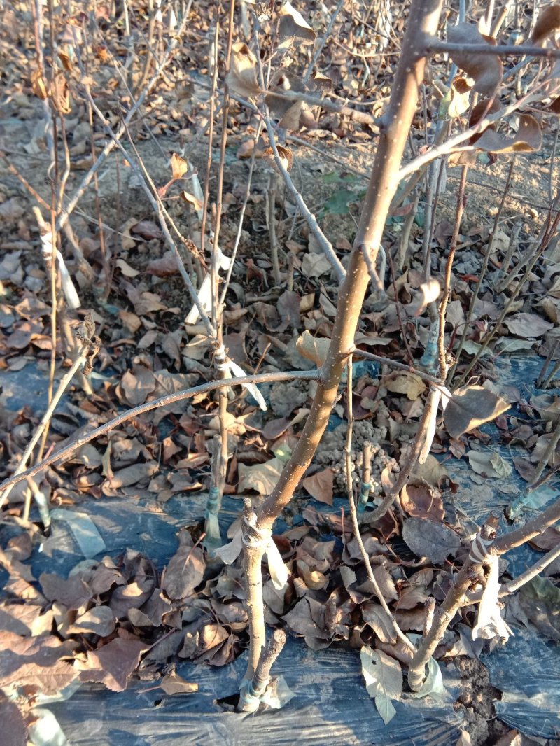苹果苗，黄金维纳斯苹果苗，纯度保证，保湿发货，送生根粉