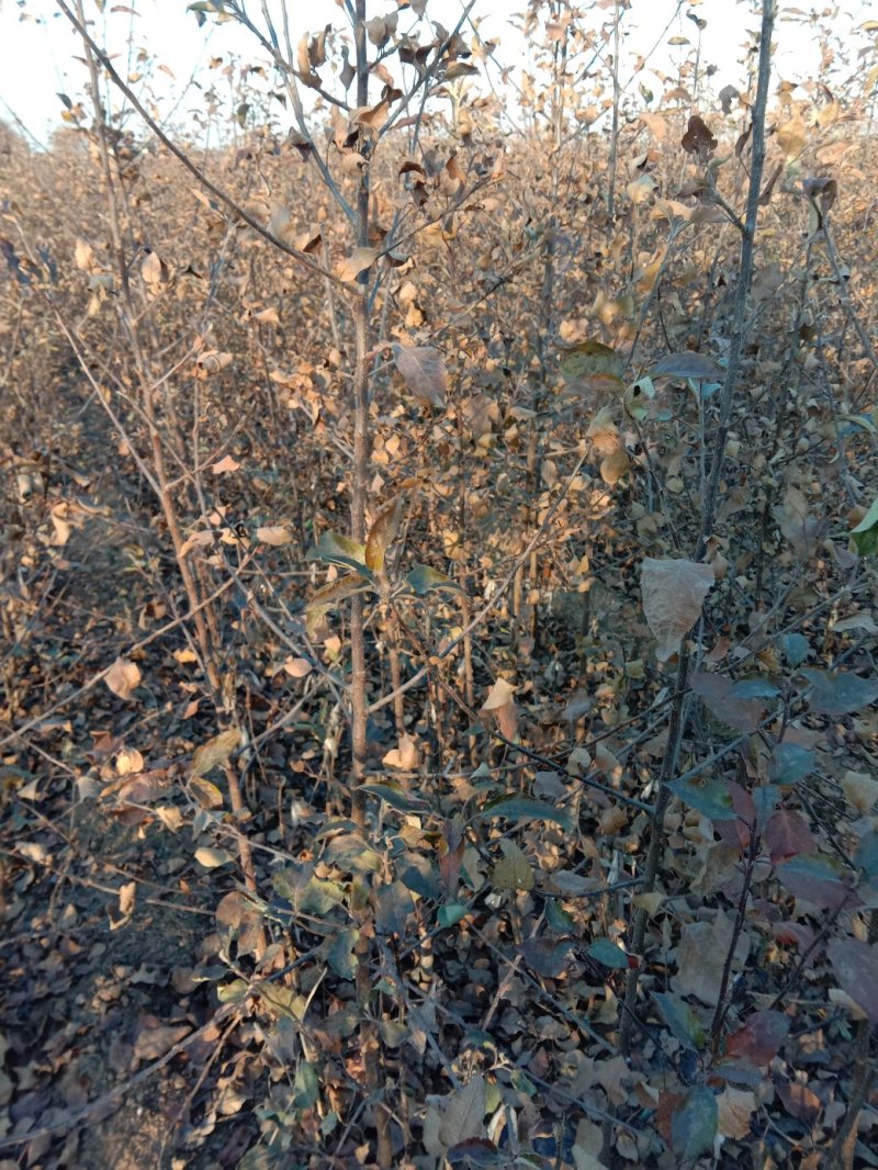 苹果苗，黄金维纳斯苹果苗，纯度保证，保湿发货，送生根粉