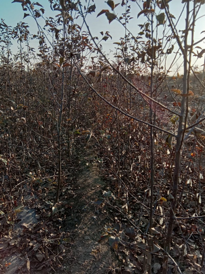 苹果苗，黄金维纳斯苹果苗，纯度保证，保湿发货，送生根粉
