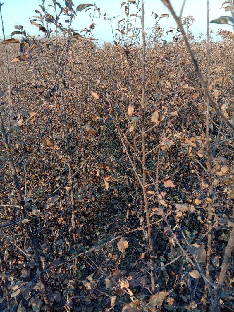 苹果苗，黄金维纳斯苹果苗，纯度保证，保湿发货，送生根粉