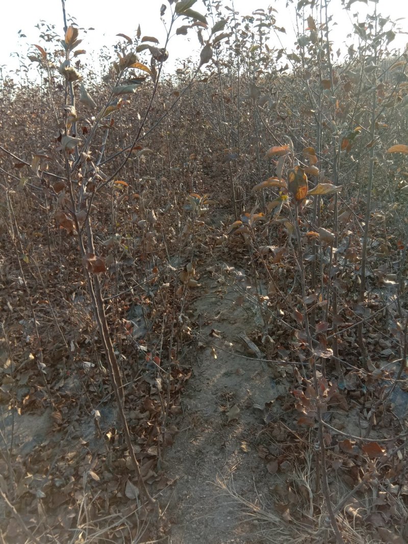 苹果苗，黄金维纳斯苹果苗，纯度保证，保湿发货，送生根粉