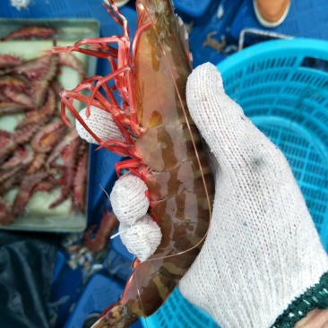 斑节虾