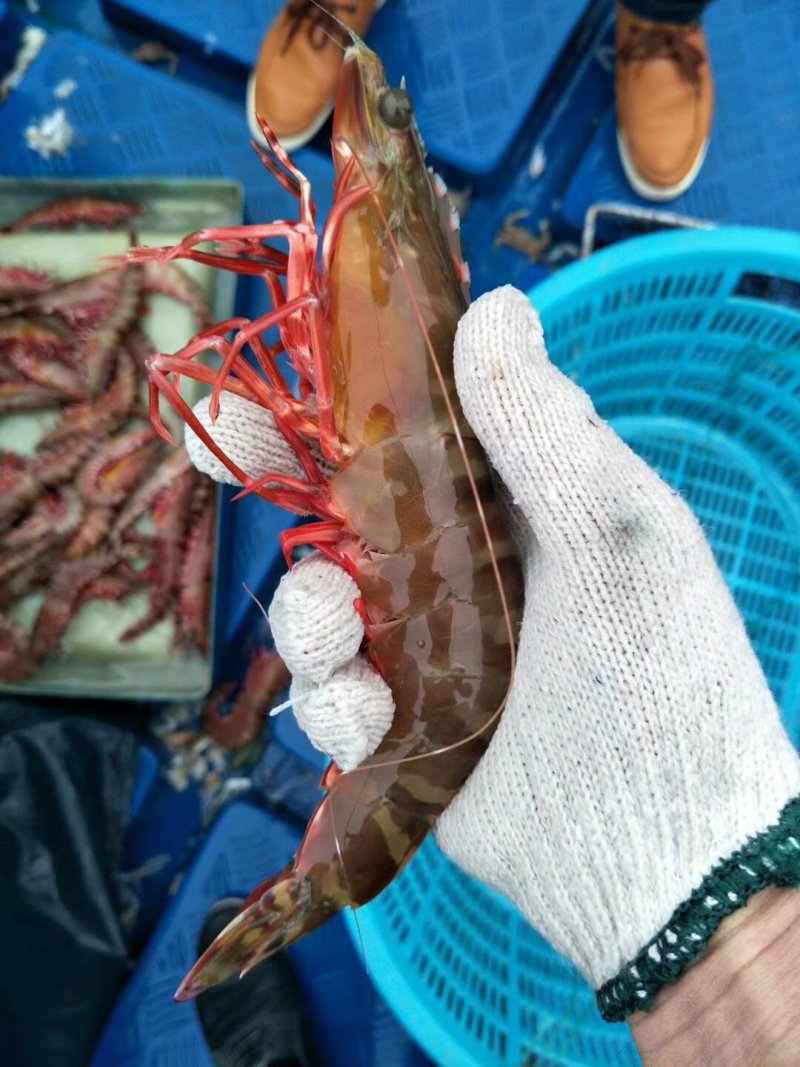 斑节虾