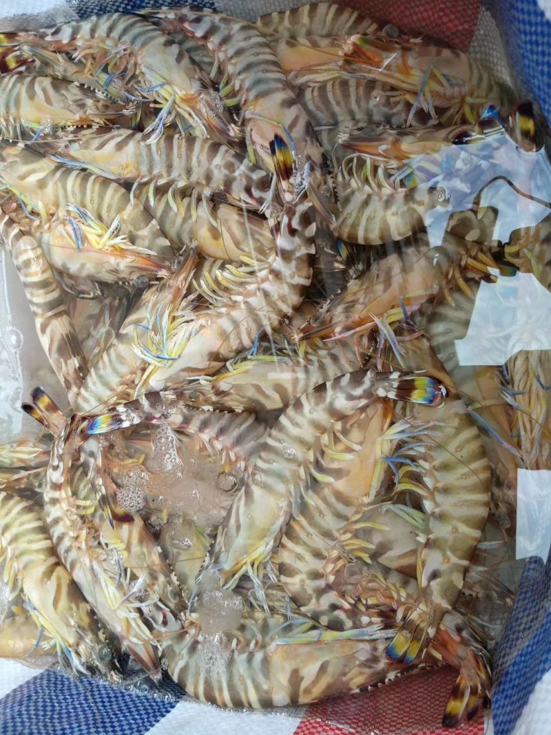 斑节虾