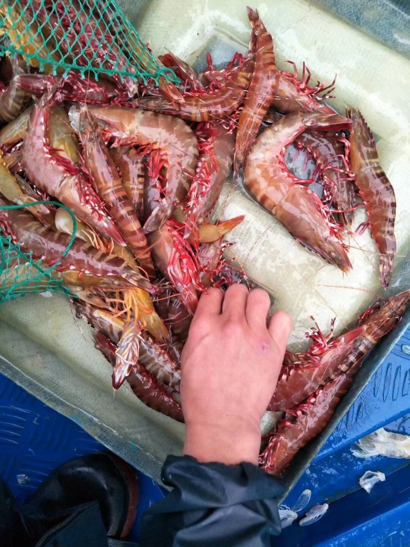 斑节虾