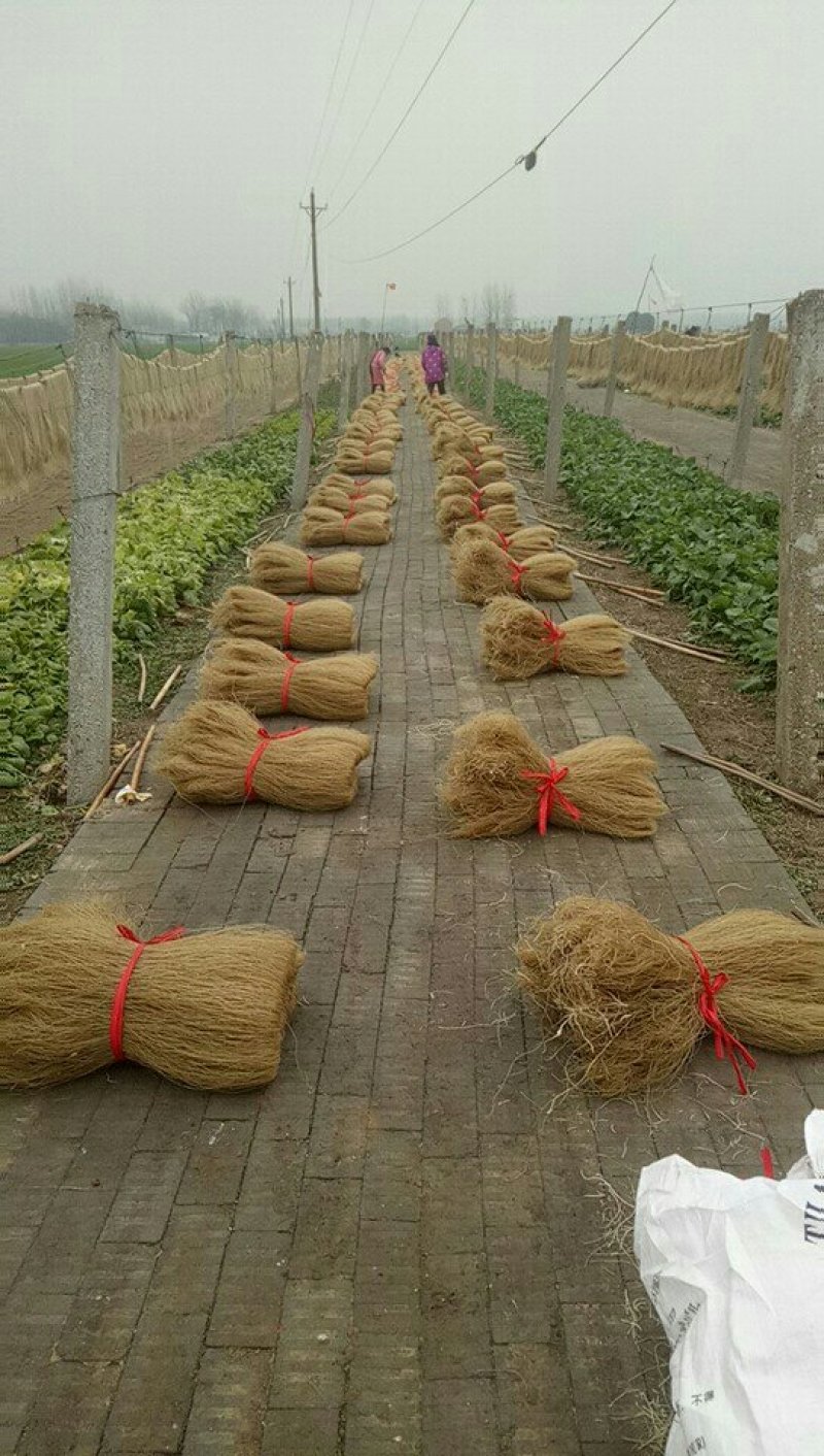 粉条