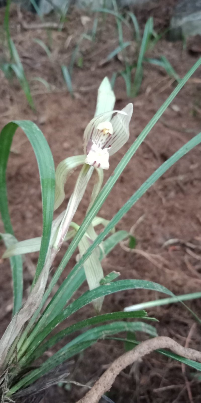 兰花