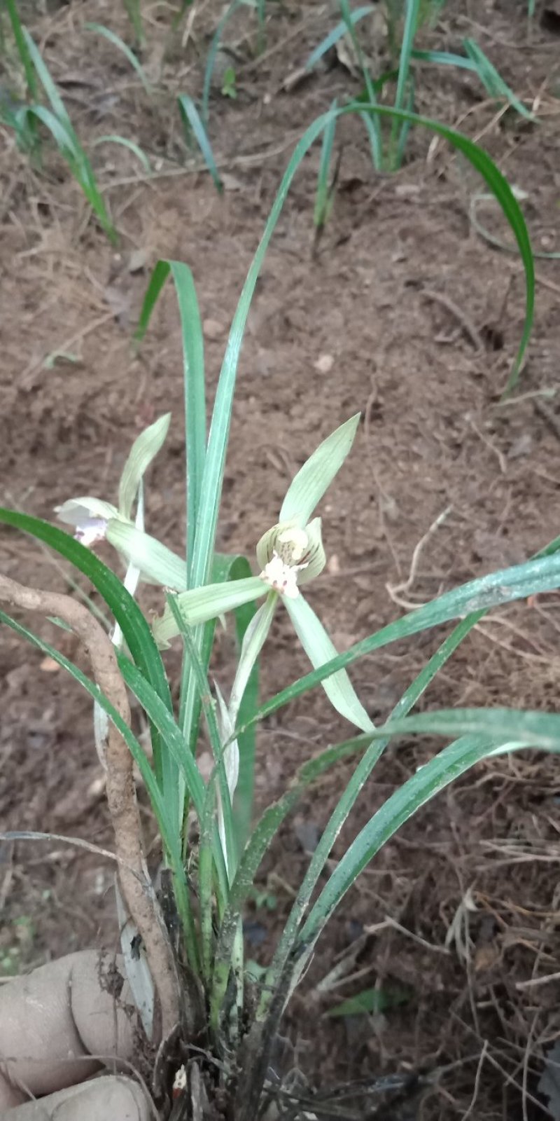兰花