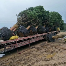 大量出售桂花树15/20公分