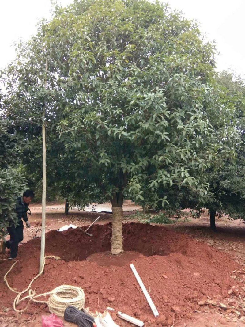 大量出售桂花树15/20公分
