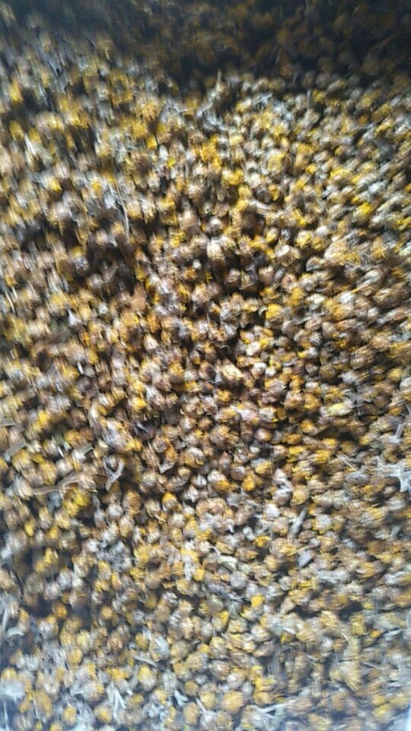 野菊花，长期有货，保证质量，，，，，，，，，，