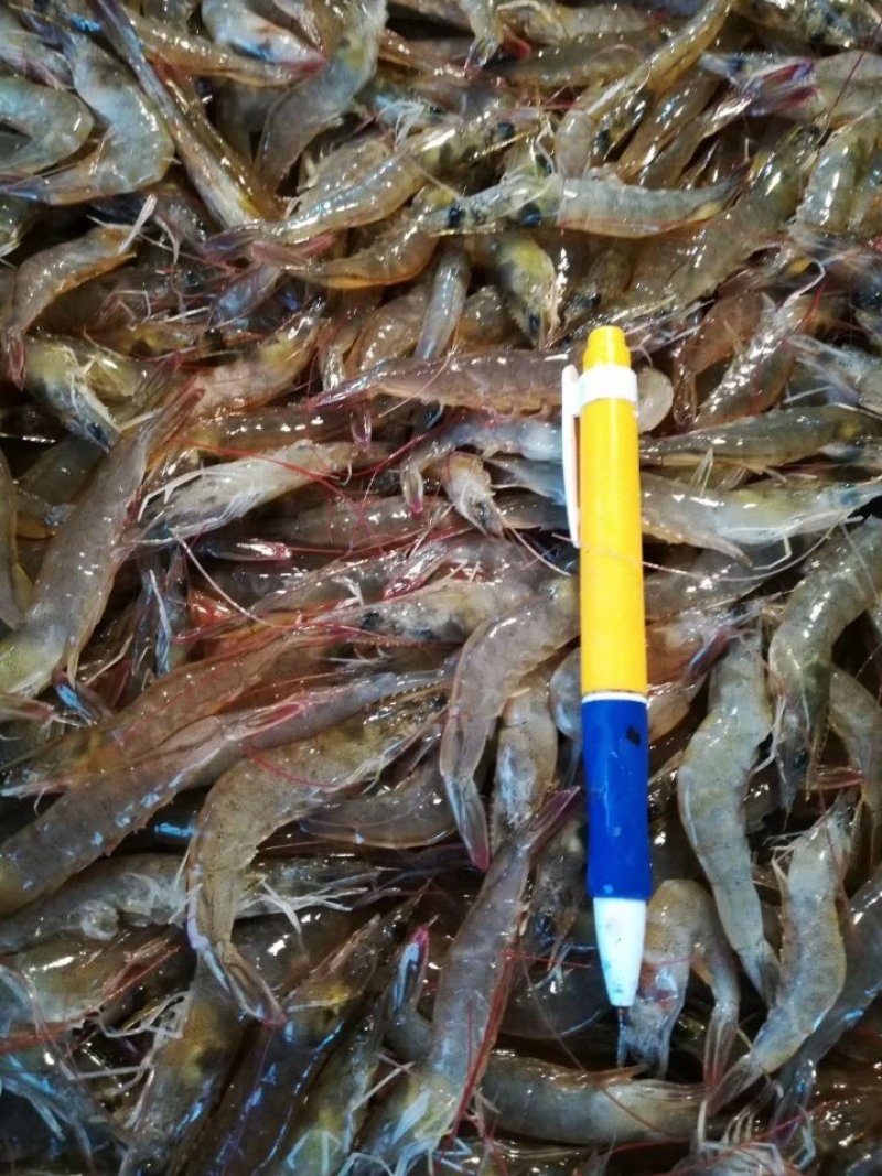 北部湾海捕天然淡晒小虾干滑虾干500g包邮