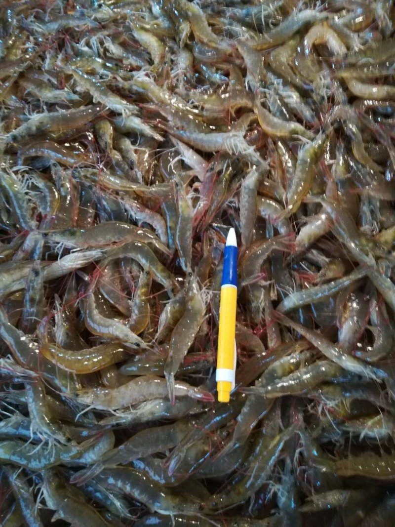 北部湾海捕天然淡晒小虾干滑虾干500g包邮