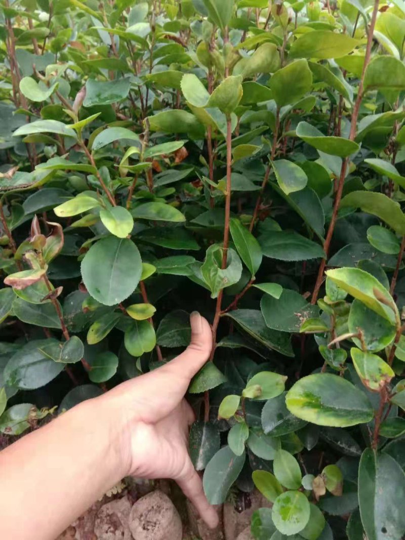 油茶苗直生苗茶子树苗嫁接白花油茶树苗带土
