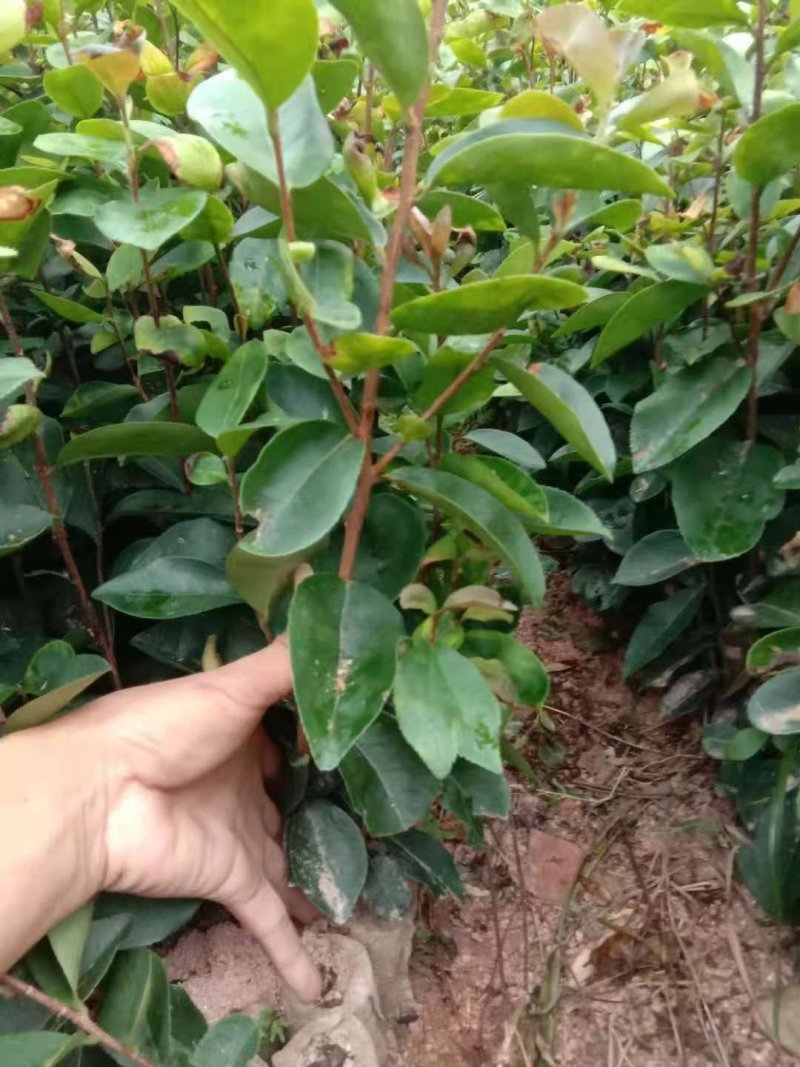 油茶苗直生苗茶子树苗嫁接白花油茶树苗带土