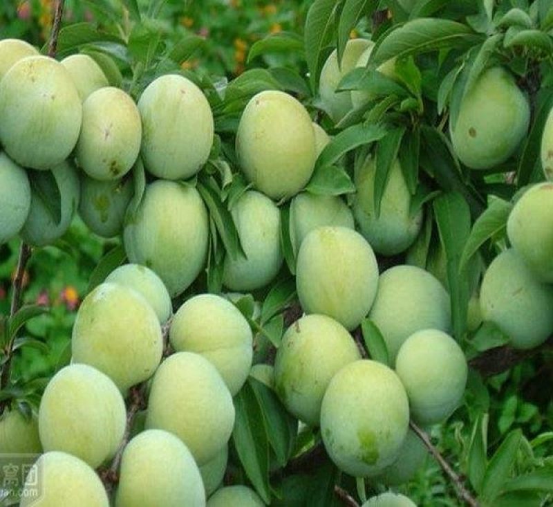 供应优质李子苗，有恐龙蛋，风味玫瑰，味帝，蜂糖李，西梅李