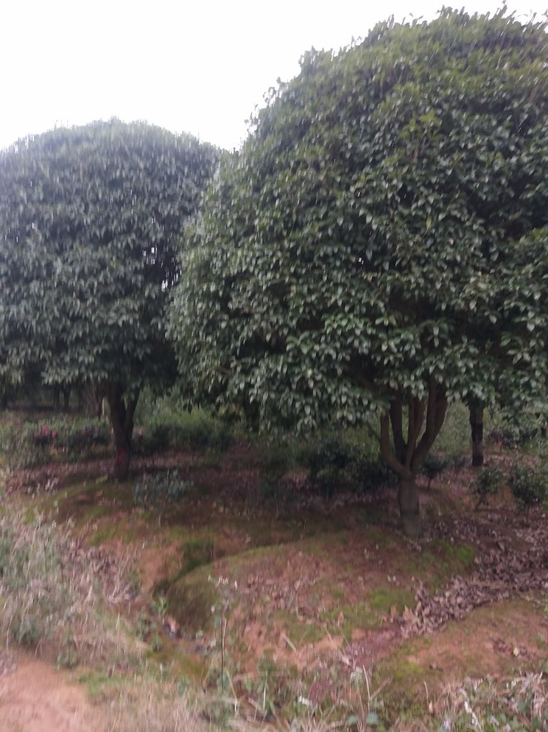 桂花基地1一20批发，现货长期有效。高杆桂花，低分支桂