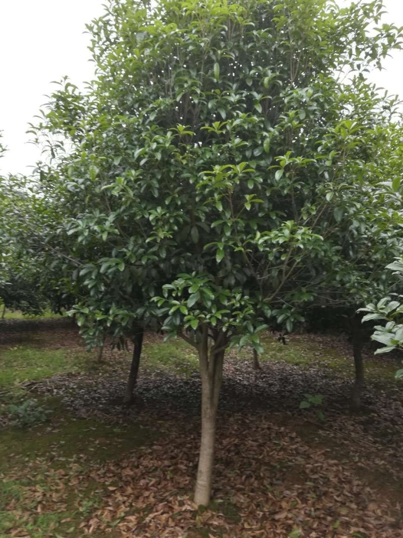 桂花基地1一20批发，现货长期有效。高杆桂花，低分支桂