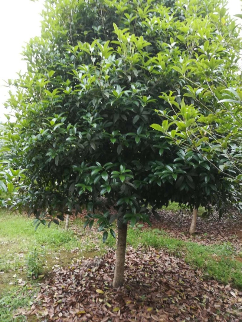 桂花基地1一20批发，现货长期有效。高杆桂花，低分支桂