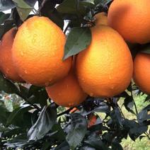 锦橙，一手货源，口感纯正，价格实惠，供货期长，