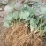 百亩种植基地,供应优质品种草莓苗,无水淹,无病害
