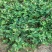 百亩种植基地,供应优质品种草莓苗,无水淹,无病害