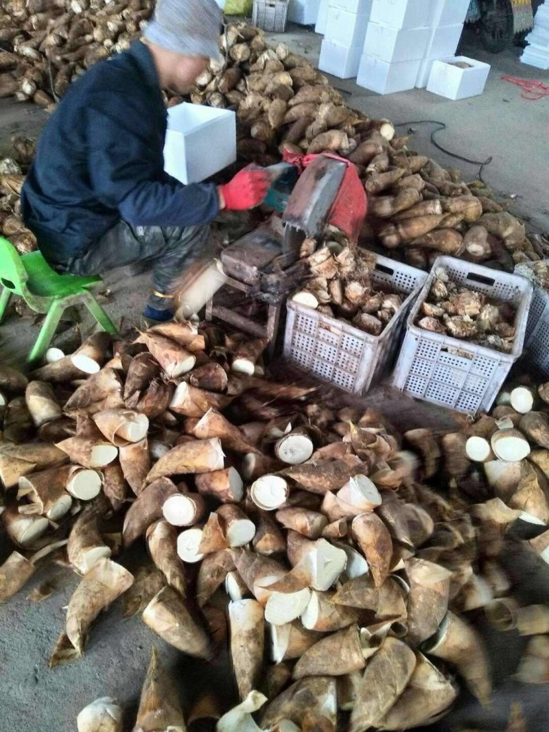 大量冬笋出售