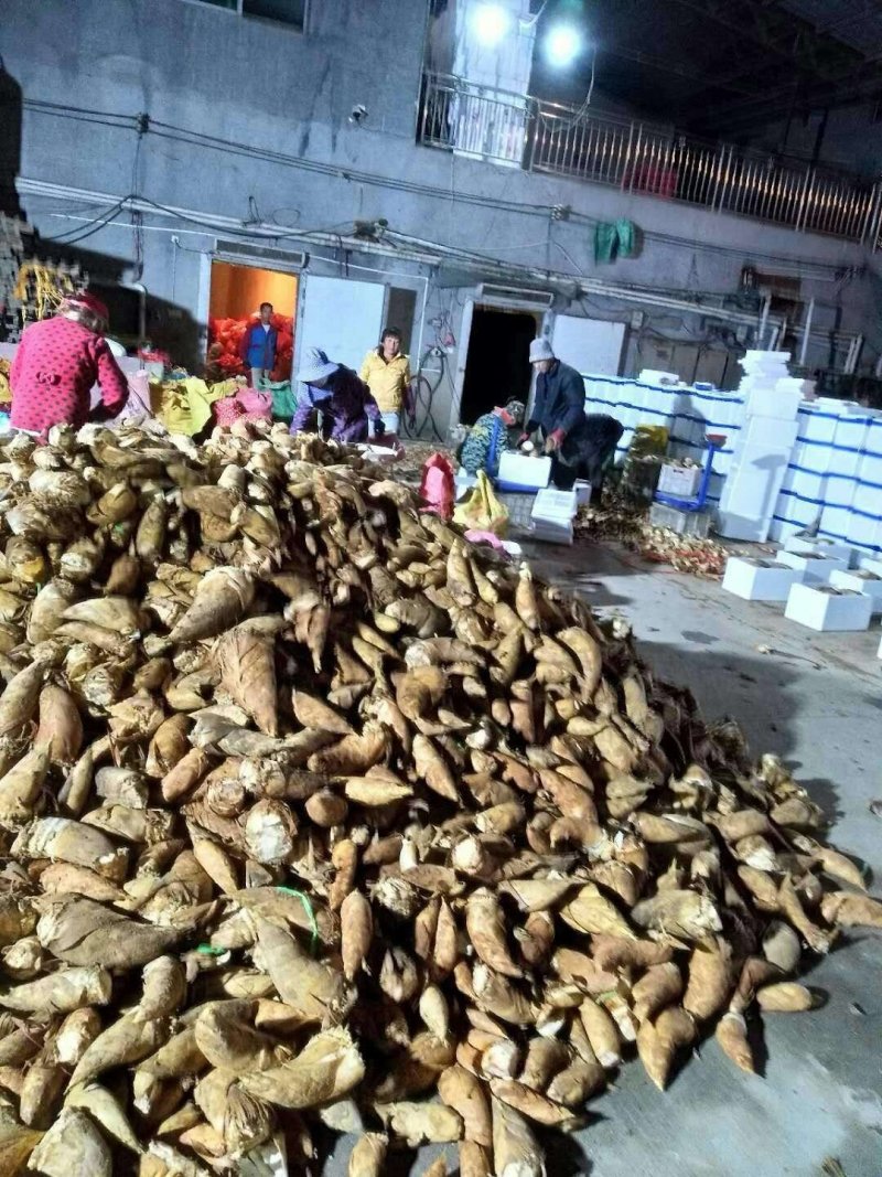 大量冬笋出售