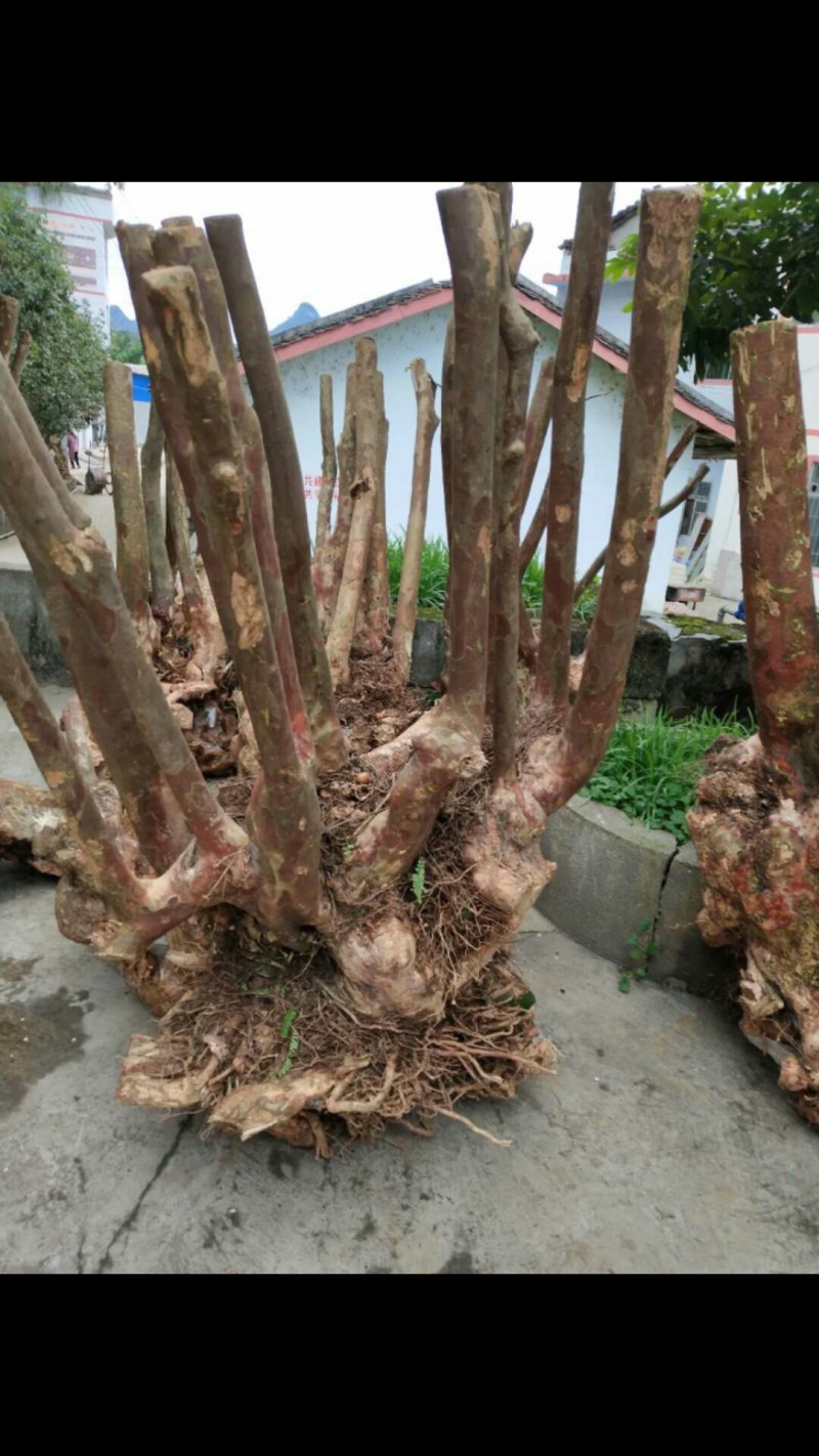 低价处理紫薇桩，占地用后又可以装盘做盆景。