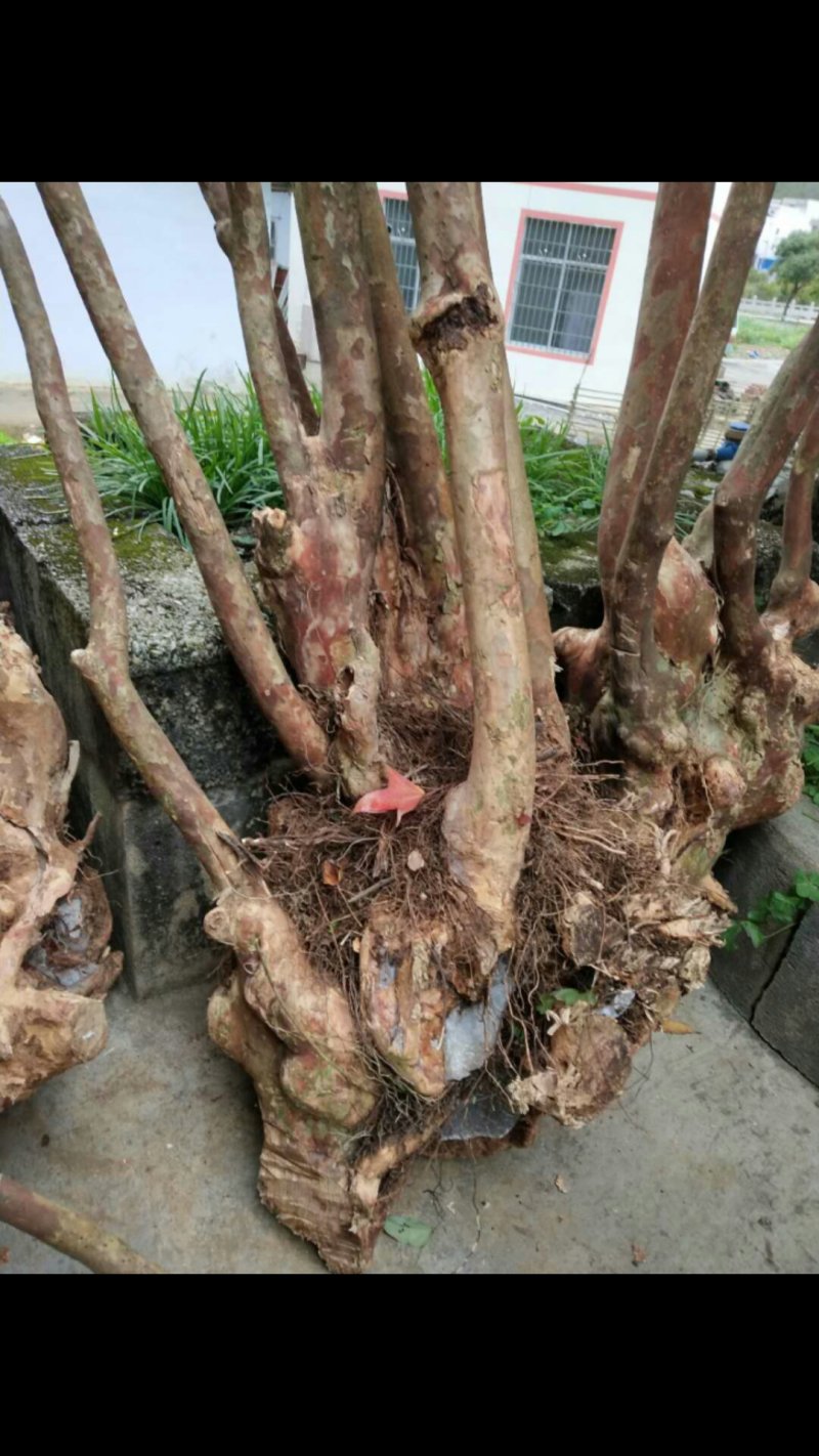 低价处理紫薇桩，占地用后又可以装盘做盆景。