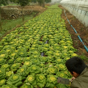 黄心菜.........