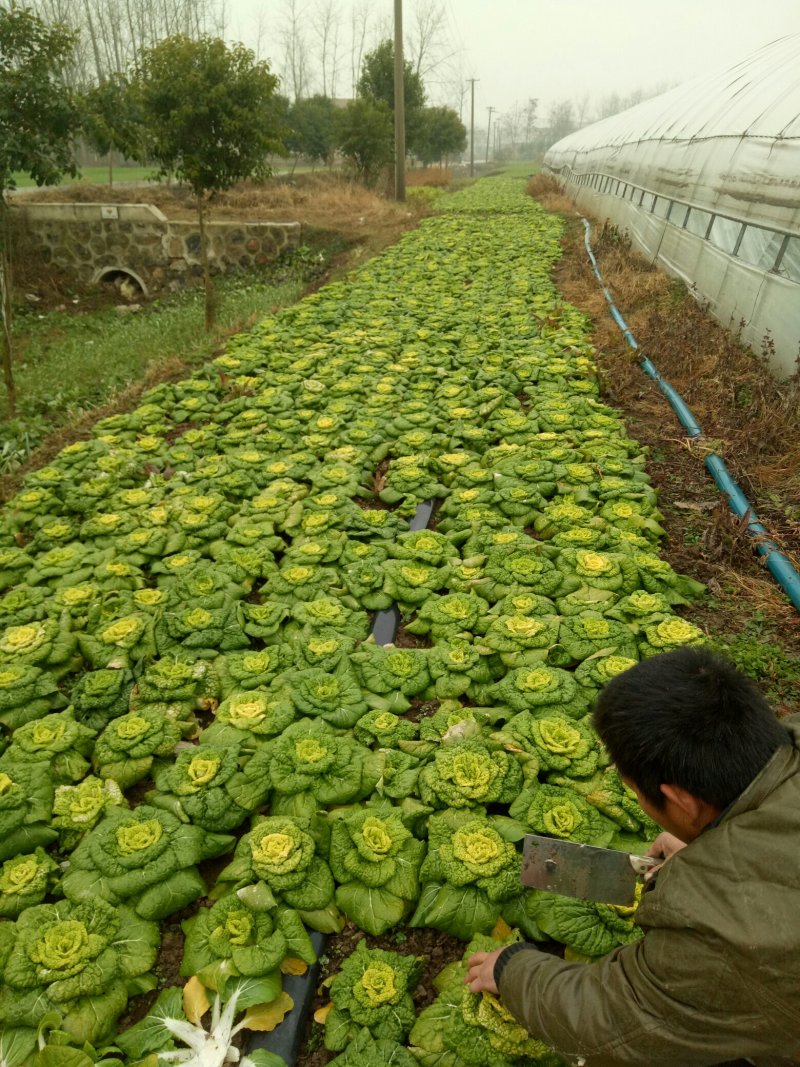 黄心菜.........