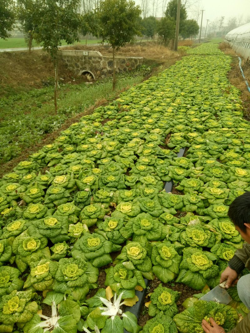 黄心菜.........